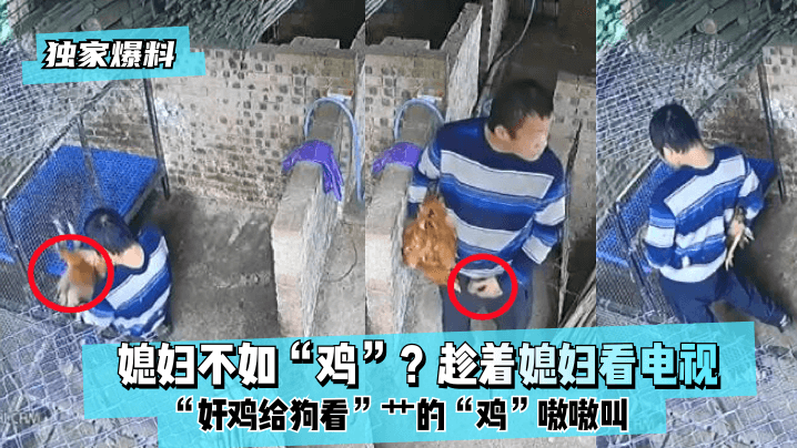独家爆料媳妇不如鸡趁着媳妇看.电视奸鸡给狗看艹的鸡嗷嗷叫